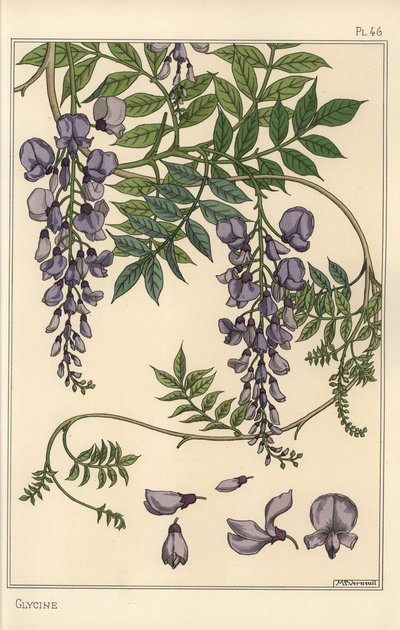 Estudo botânico Glycine de Eugene Grasset