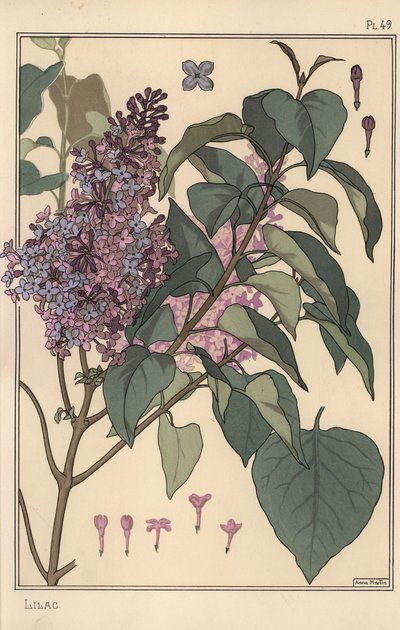 Estudo botânico Lilás. de Eugene Grasset