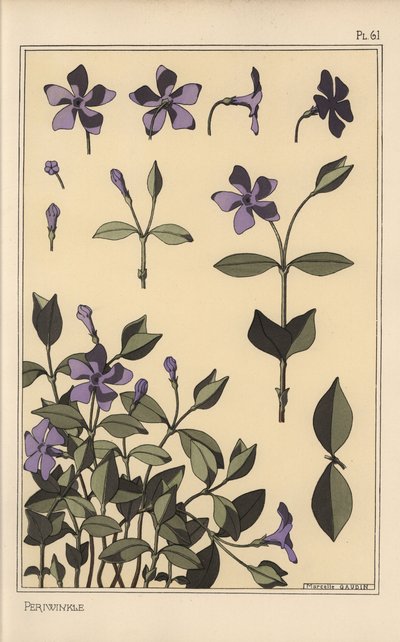 Estudo botânico Periwinkle de Eugene Grasset