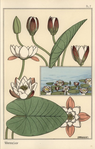 O lírio de água, Nelumbo lutea, e partes de flores de Eugene Grasset