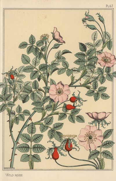Estudo botânico da rosa selvagem de Eugene Grasset