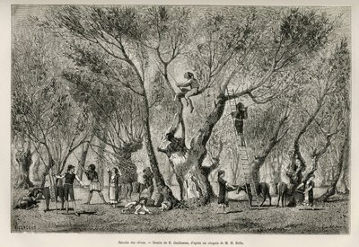 A coleção de azeitonas na região de Amphissa, desenho de E.Guillaume, para ilustrar a história de Henri Belle: Voyage en Greece de Eugene Guillaume