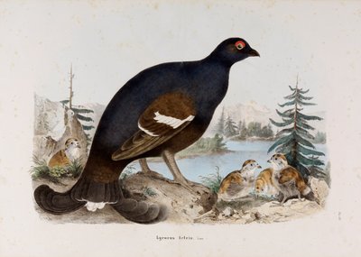 Representação do pequeno galo de urze ou galo de bétula de Eugenio Bettoni