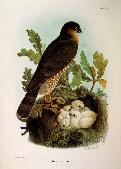 Ilustração da "História Natural das Aves que Nidificam na Lombardia" de Eugenio Bettoni representando o Gavião Eurasiático Accipiter nisus, de Oscar Dressler de Eugenio Bettoni, Oscar Dressler