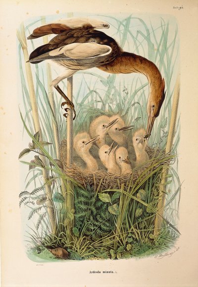 Ilustração da "História Natural das Aves que Nidificam na Lombardia" de Eugenio Bettoni, representando Little Bittern Ixobrychus minutus, de Oscar Dressler de Eugenio Bettoni, Oscar Dressler
