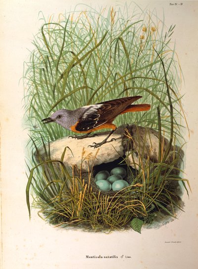 Ilustração da "História Natural das Aves que Nidificam na Lombardia", de Eugenio Bettoni, representando o Rock Thrush Monticola saxatilis fêmea por ninho, de Oscar Dressler de Eugenio Bettoni, Oscar Dressler