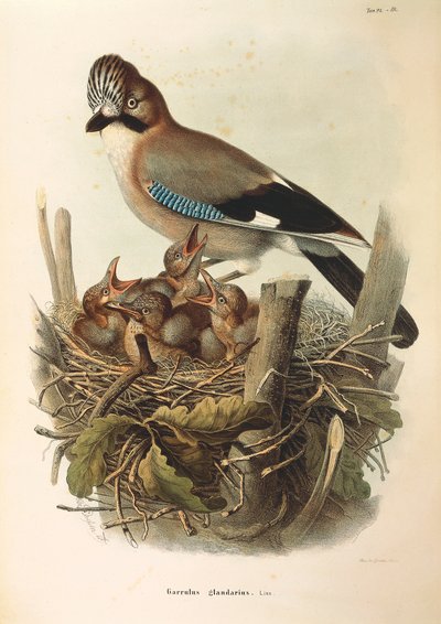 Ilustração da "História Natural das Aves que Nidificam na Lombardia" de Eugenio Bettoni, representando Jay Garrulus glandarius eurasiático, de Oscar Dressler de Eugenio Bettoni, Oscar Dressler