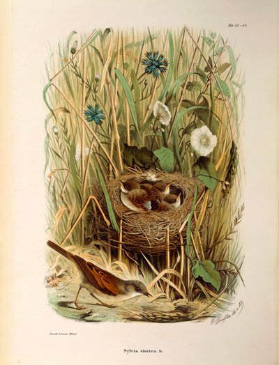 Ilustração da "História Natural das Aves que Nidificam na Lombardia" de Eugenio Bettoni representando Whitethroat Sylvia communis ou cinerea, de Oscar Dressler de Eugenio Bettoni, Oscar Dressler