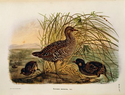 Ilustração da "História Natural das Aves que Nidificam na Lombardia", de Eugenio Bettoni, representando o Craque Porzana Porzana Manchada, de Oscar Dressler de Eugenio Bettoni, Oscar Dressler