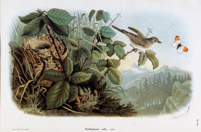 Representação da galinha veloce (Phyllopneuste rufa) (Chiffchaff) (Chromolithography) de Eugenio and Dressler Oscar  Bettoni