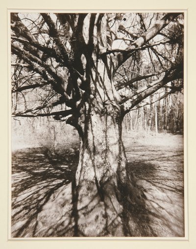 Faia de Eugène Atget