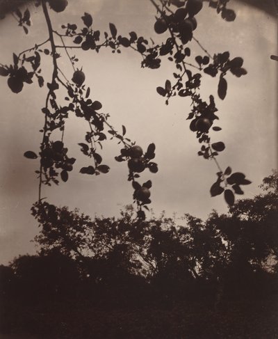 galho de macieira de Eugène Atget
