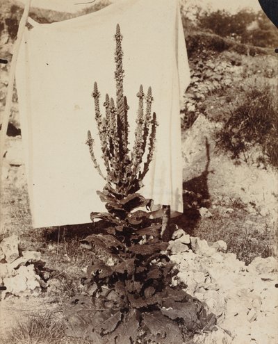 verbasco em flor de Eugène Atget