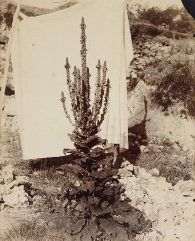 Verbasco em Bloom, c. 1897-1899. de Eugène Atget