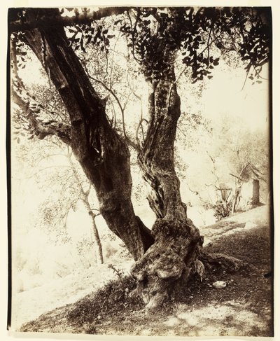 Olivier, Nice, c.1900 de Eugène Atget