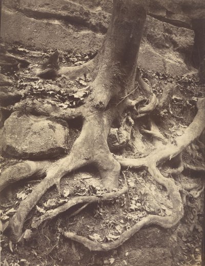 Tree Roots, Saint-Cloud de Eugène Atget