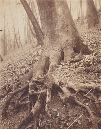 Árvores e Raízes de Eugène Atget