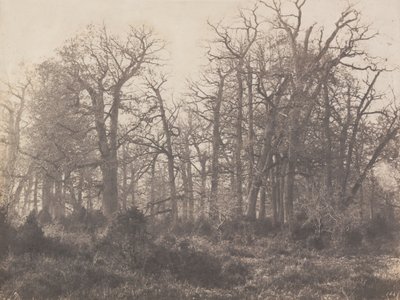 Floresta. de Eugène Cuvelier