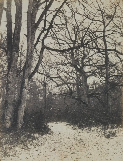 [Floresta de Fontainebleau], c. 1860. de Eugène Cuvelier