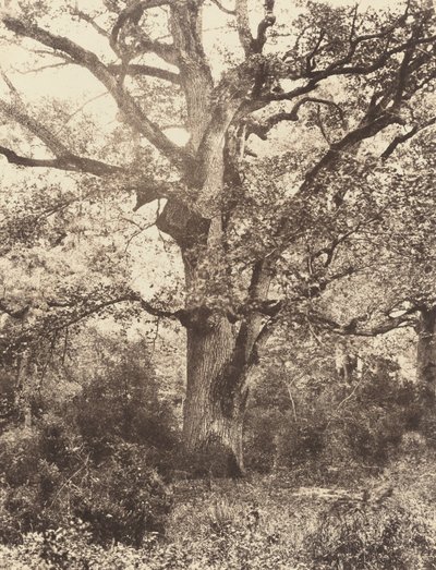 Perto do Bodmer, década de 1860. de Eugène Cuvelier