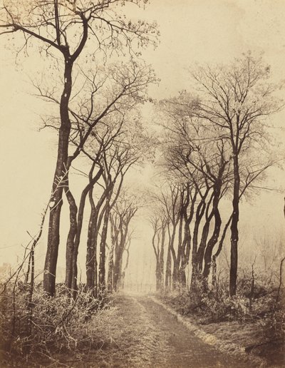 Estrada e árvores com geada, 1860 (foto) de Eugène Cuvelier