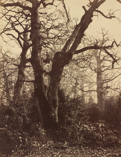 Estudo da Árvore, Fontainebleau, 1860. de Eugène Cuvelier