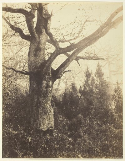 Sem título [árvore], c. 1860. de Eugène Cuvelier