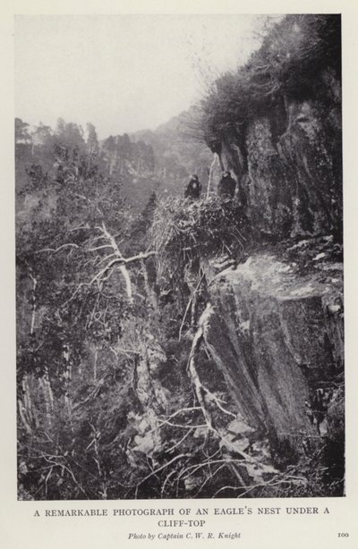 Uma fotografia notável de um ninho de águia debaixo de um penhasco (foto a p/b) de European Photographer