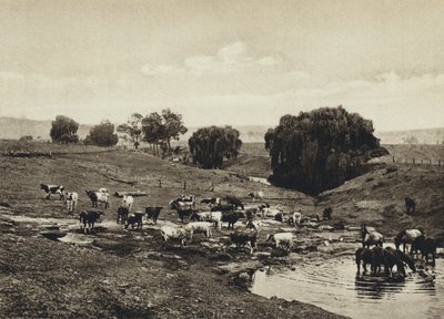 Austrália, Cattle, Queensland (foto a p/b) de European Photographer