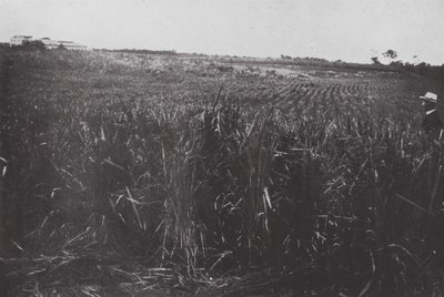 Brasil: Um campo de arroz, São Paulo (foto p/b) de European Photographer
