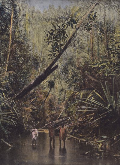 Floresta virgem, costa leste de European Photographer