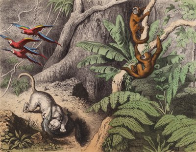 Uma floresta no Brasil (litografia a cores) de European School