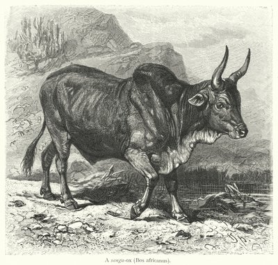A sanga-ox, Bos africanus (gravura) de European School