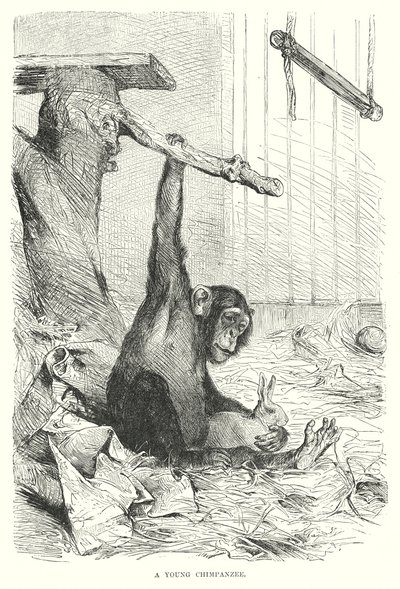 Um jovem chimpanzé (gravura) de European School