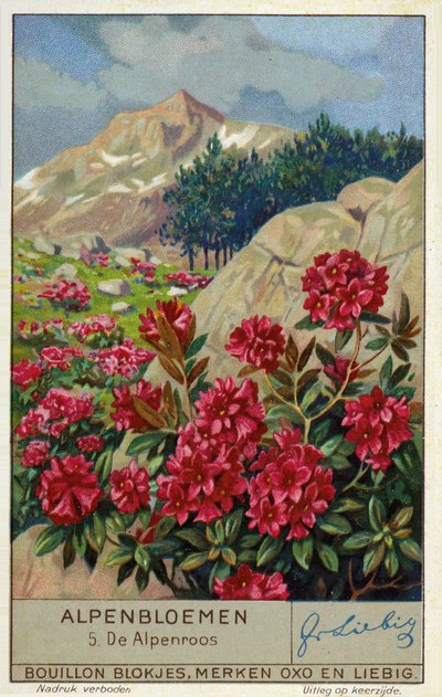 Alpenrose (Rhododendron ferrugineum) (cromolito) de European School
