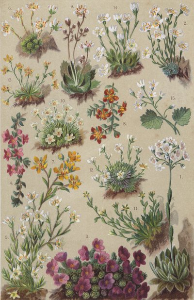 Flora alpina (chromolitho) de European School