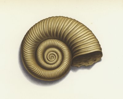Amonite (litografia a cores) de European School