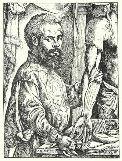 Andreas Vesalius (gravura) de European School
