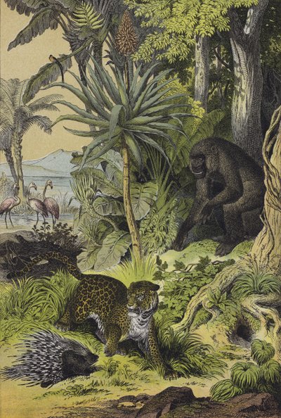 Animais e plantas da Guiné Equatorial (cor litho) de European School