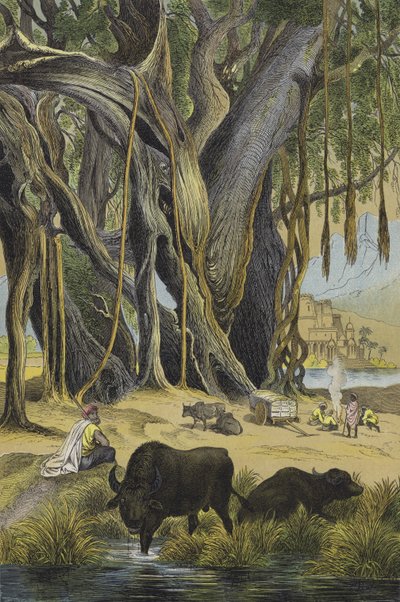 Animais e plantas da Índia (cor litho) de European School