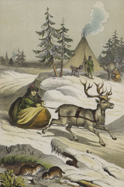 Animais e plantas da Lapónia (cor litho) de European School