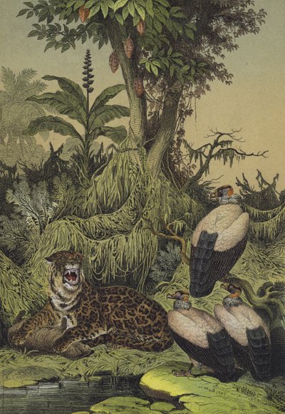 Animais e plantas de Nova Granada, América do Sul (cor litho) de European School
