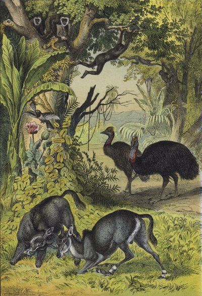 Animais e plantas do sul da Ásia (cor litho) de European School