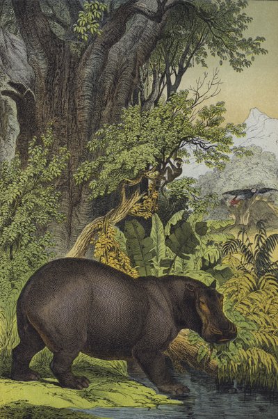 Animais e plantas de pântanos no Sudão (cor litho) de European School