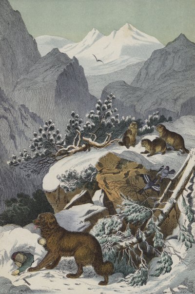 Animais e plantas dos Alpes (cor litho) de European School