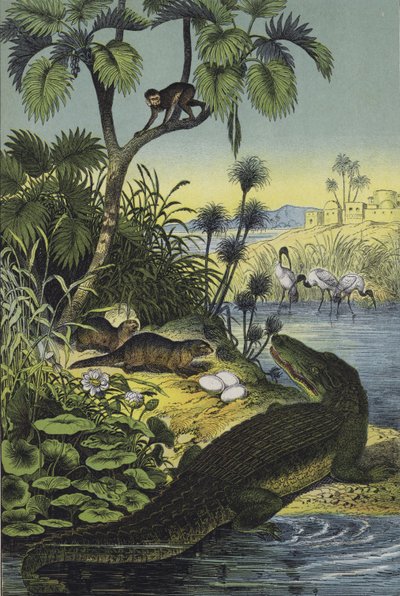 Animais e plantas do Vale do Nilo (litografia a cores) de European School