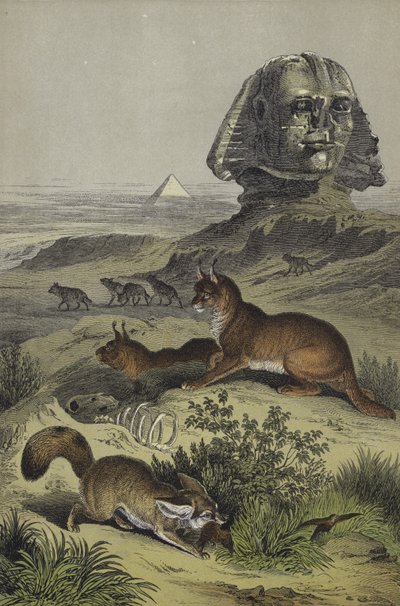 Animais do Egipto (cor litho) de European School