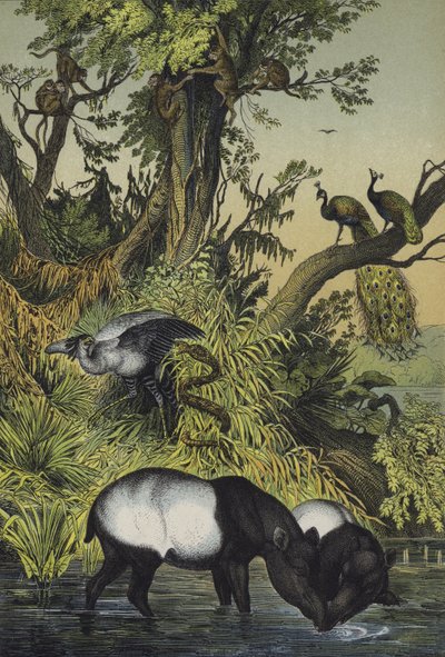 Animais de Malaca e Sumatra (litografia a cores) de European School