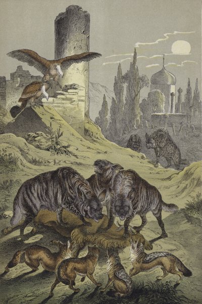 Animais do Norte de África (cor litho) de European School