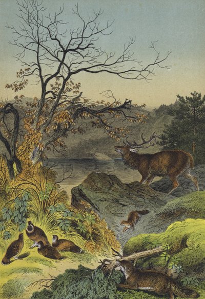 Animais da Sibéria (cor litho) de European School
